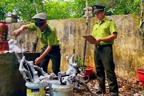 Thanh Hóa: Tiềm ẩn nguy cơ tai nạn từ hoạt động khai thác cây muội hồng