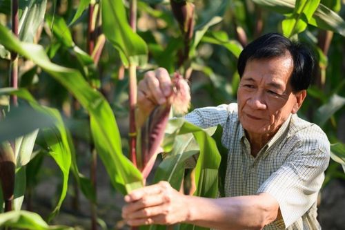 Cây trồng công nghệ sinh học tiếp tục mở rộng trên toàn cầu