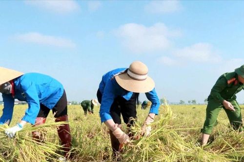 Lúa đổ sau mưa giông, công an 'chạy đua' cùng nông dân cứu mùa