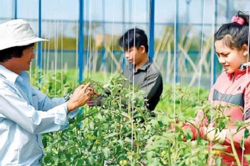 Hiện thực hóa Nghị quyết của Đảng: Để HTX là 'mắt xích' vững chắc trong nền kinh tế số