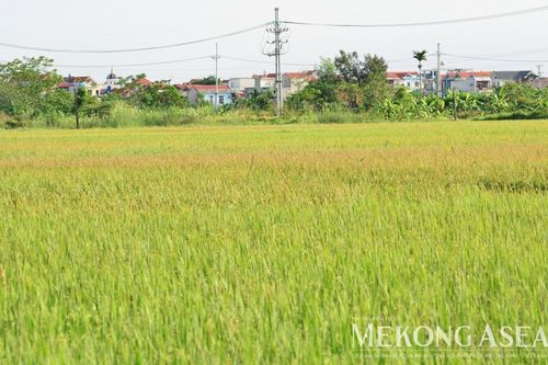 Nuôi trồng cá tra, tôm duy trì đà tăng trưởng trong tháng 4/2026