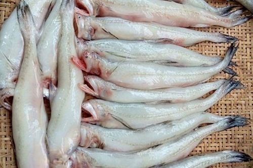 Loại cá thân mềm, không vảy, nhìn tưởng khó ăn lại là đặc sản biển nổi tiếng, mang lại nhiều lợi cho sức khỏe