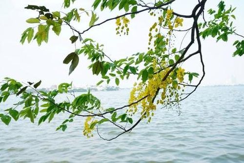 Nối dài những mùa hoa Hà Nội