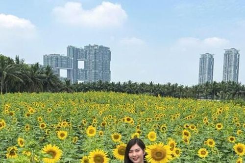 Check-in đồi hoa hướng dương rực vàng ngay sát Hà Nội