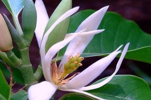 Loại hoa giới nhà giàu trồng trước nhà để luôn may mắn, tiêu không hết tiền