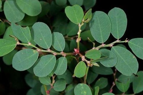 4 bài thuốc chữa bệnh từ lá cây phèn đen