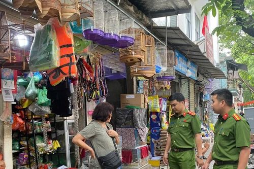 Kiểm tra hộ kinh doanh, thu giữ nhiều chim không rõ nguồn gốc
