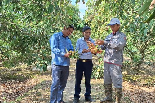'Thủ phủ' vải sớm lớn nhất Hải Phòng: Được giá, vững thương hiệu