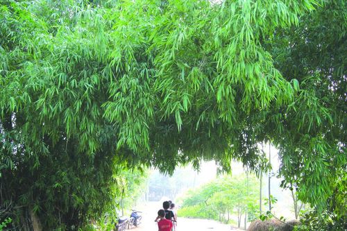 Thân thương làng Việt