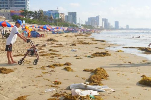 Bãi biển Vũng Tàu 'ngập' hàng chục tấn rong biển