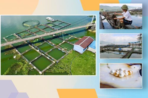 Lão ngư và giấc mơ ngọc trai tại hồ nước ngọt lớn nhất Thái Nguyên