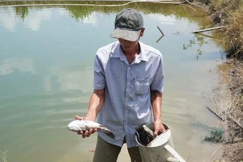 Nhanh chóng bồi thường thiệt hại cá chết do thi công Cảng hàng không Cà Mau