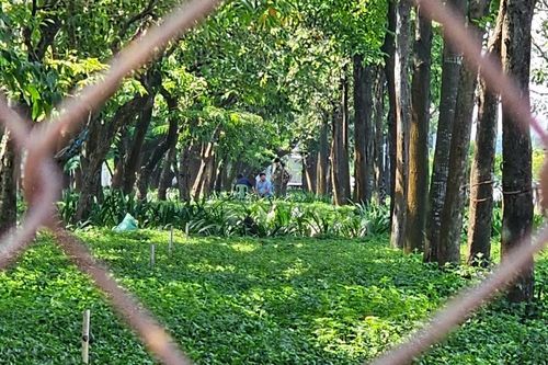 Người đàn ông tử vong trong khuôn viên cây xanh ở TPHCM