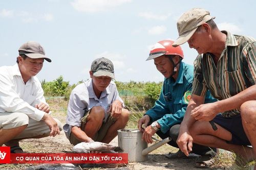 Nguyên nhân làm cá nuôi chết hàng loạt ở Cà Mau