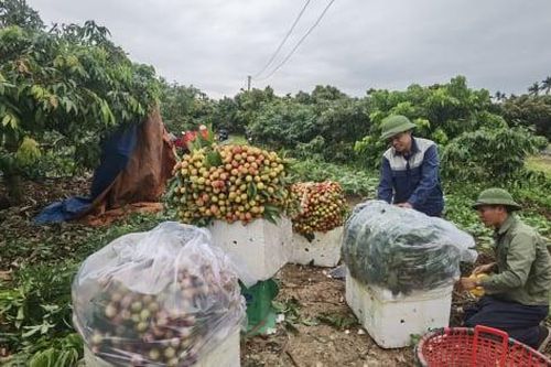Vải chín sớm Quảng Ninh vào vụ