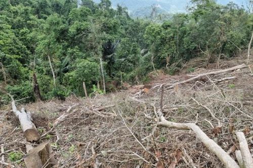 Phạt tiền tối đa trong lĩnh vực lâm nghiệp đối với cá nhân là 500 triệu đồng