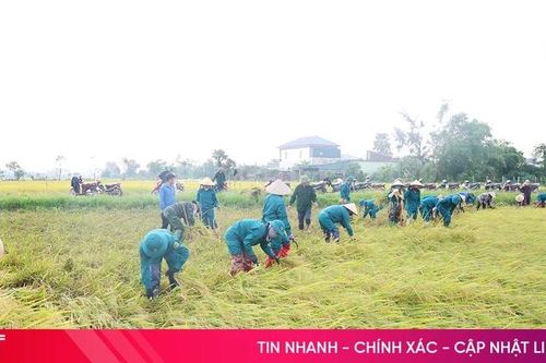 Chung tay hỗ trợ nông dân thu hoạch lúa xuân bị đổ ngã