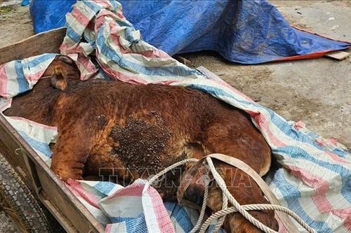 Quảng Trị khẩn trương triển khai các biện pháp khống chế dịch viêm da nổi cục