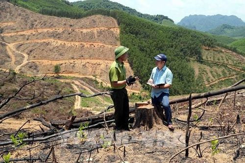 Sai lệch hồ sơ, rừng tự nhiên 'chảy máu' - Bài 1: 'Chảy máu' trong âm thầm