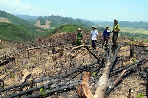 Sai lệch hồ sơ, rừng tự nhiên 'chảy máu'- Bài cuối: Gỡ 'nút thắt' để quản lý, bảo vệ rừng