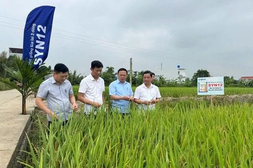 Hội thảo đánh giá giống lúa lai 3 dòng SYN 12