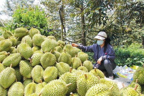 Đồng bằng sông Cửu Long tái cấu trúc nông nghiệp dưới áp lực thị trường và khí hậu
