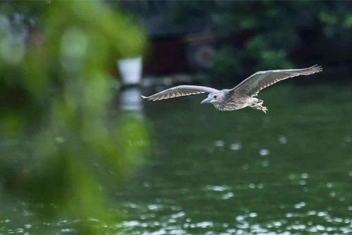 Chim hoang dã về giữa không gian xanh Hồ Gươm