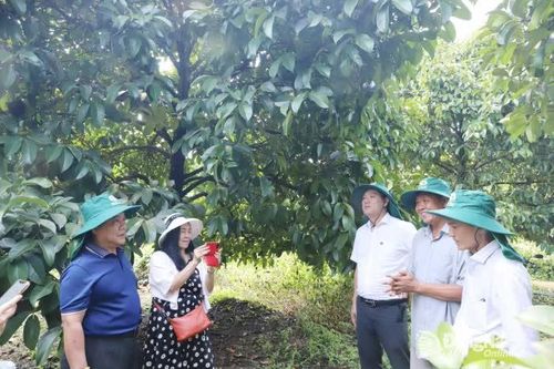 Thành phố Hồ Chí Minh tham quan, học tập mô hình sản xuất nông nghiệp hữu cơ tại Đồng Nai