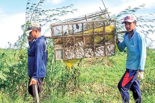 Phòng ngừa virus Hanta: Đừng chủ quan với chuột quanh nhà