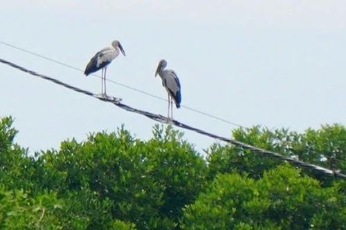 Phát hiện nhiều cá thể giống cò nhạn quý hiếm tại khu vực Cồn Chim