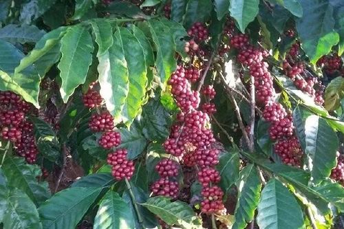 Cà phê quay đầu tăng, lấy lại mốc 86.000 đồng/kg