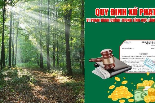 Quy định xử phạt vi phạm hành chính trong lĩnh vực lâm nghiệp