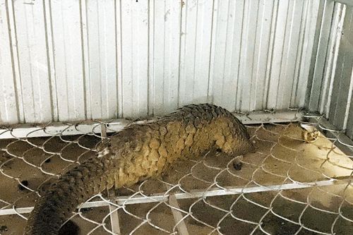 Người dân Lâm Đồng giao nộp cá thể tê tê để thả về tự nhiên