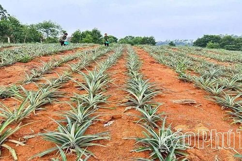Trạm Thản phát triển mô hình trồng dứa mật trên đất đồi