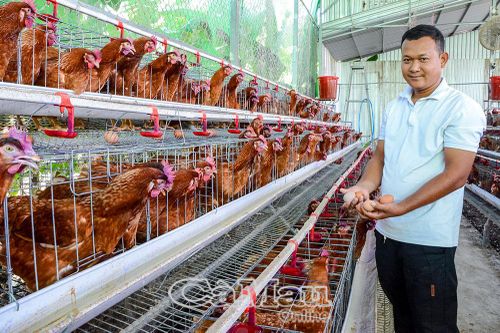 Kỹ sư trẻ khởi nghiệp từ mô hình gà siêu trứng