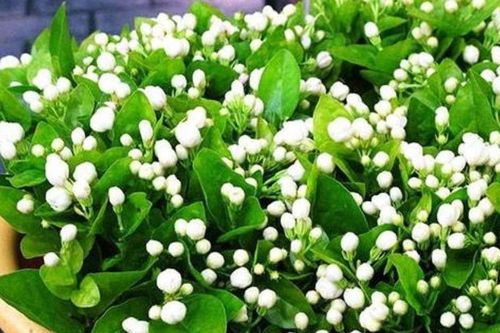 Hoa nhài có nên trồng trong nhà không?