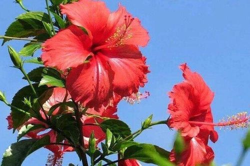 Loại hoa dại xưa trồng làm hàng rào, giờ thành đặc sản nổi tiếng có hương vị đặc biệt, tốt cho sức khỏe