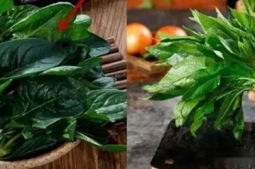 Cải bó xôi vì sao có lúc ngọt, lúc chát?