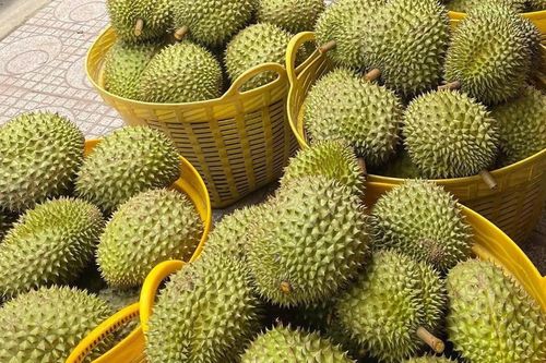 Sầu riêng rớt giá, nhà vườn mang ra vỉa hè bán lẻ