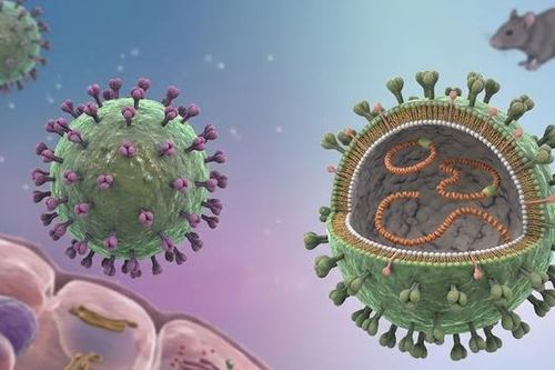 Cảnh giác nguy cơ nhiễm virus Hanta từ thực phẩm bị chuột xâm nhập