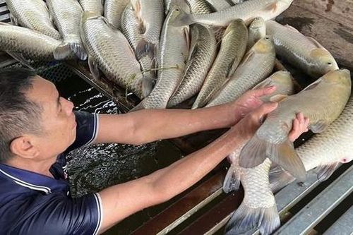 Cá chết hàng loạt trên sông Lam không phải dịch bệnh thông thường