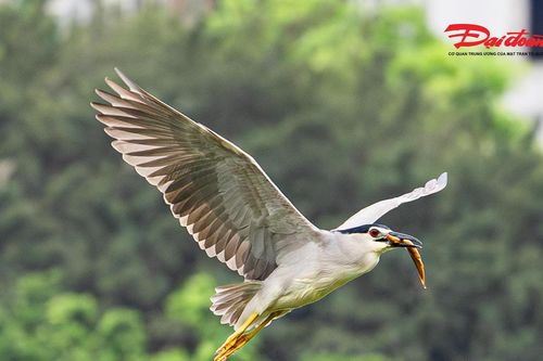 Đàn chim hoang dã xuất hiện dày đặc ở Hồ Gươm, tạo cảnh săn mồi hiếm thấy giữa trung tâm Hà Nội