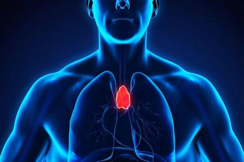 Cơ quan bí ẩn nhất của cơ thể người