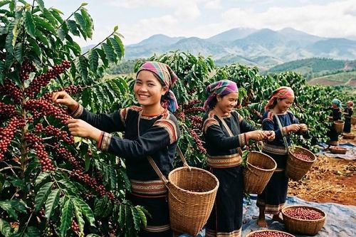 Giá cà phê hôm nay 8.5: Tăng mạnh toàn thị trường