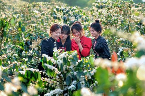 Hoa cà phê nở rộ tạo khung cảnh nên thơ, lãng mạn khắp triền đồi Sơn La