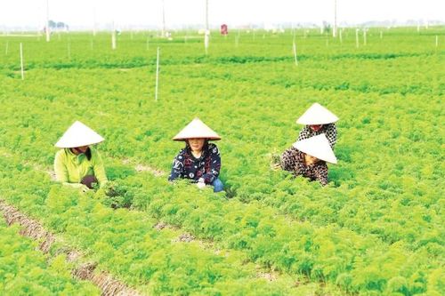 Nỗ lực gỡ khó cho chuyển đổi số hợp tác xã nông nghiệp