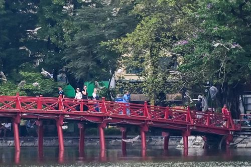 [Ảnh] Cận cảnh đàn chim hoang dã xuất hiện dày đặc ở hồ Gươm