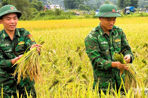 Bộ đội Biên phòng tỉnh Nghệ An giúp đồng bào thu hoạch lúa chín