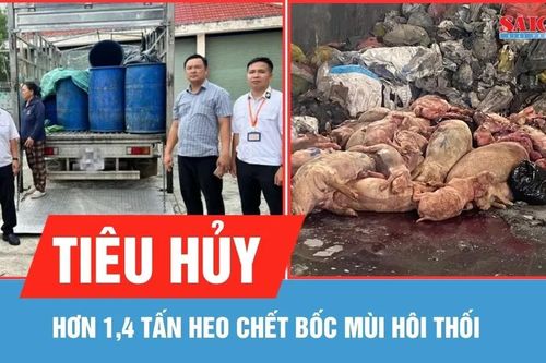 Tiêu hủy hơn 1,4 tấn heo chết bốc mùi hôi thối