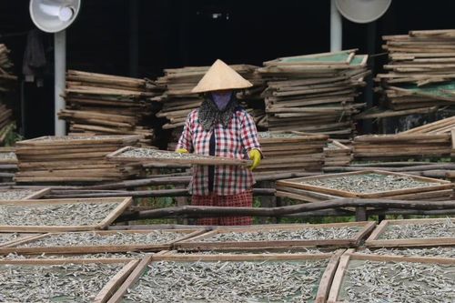 Làng biển Mũi Né vào mùa cá cơm